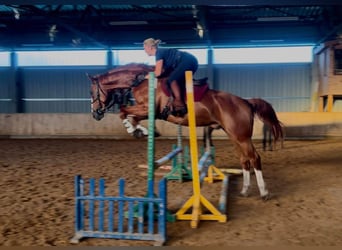 Sangre fría polaco, Caballo castrado, 5 años, 175 cm