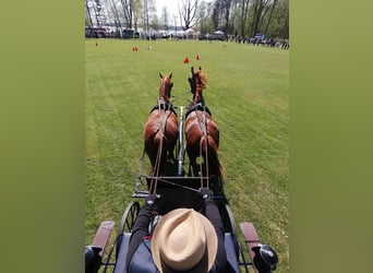 Sangre fría polaco, Caballo castrado, 5 años, 175 cm