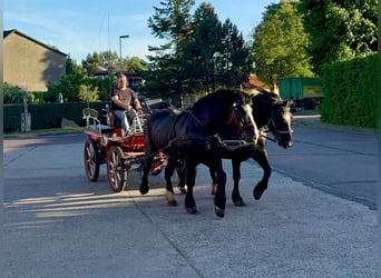 Sangre fría polaco, Caballo castrado, 6 años, 160 cm, Negro