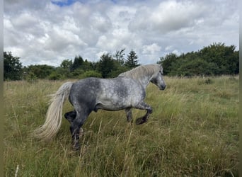 Sangre fría polaco Mestizo, Caballo castrado, 6 años, 160 cm, Tordo rodado