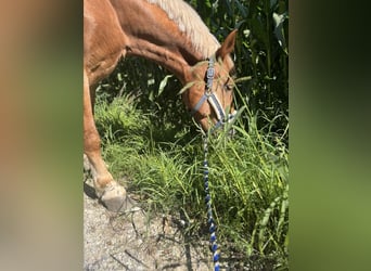 Sangre fría polaco Mestizo, Caballo castrado, 7 años, 155 cm, Alazán