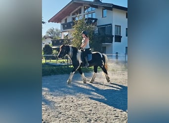 Sangre fría polaco, Caballo castrado, 7 años, 155 cm, Pío