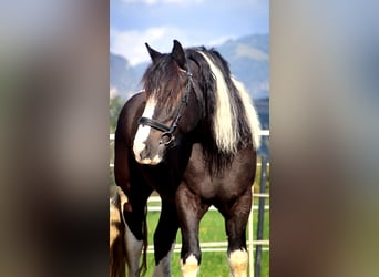 Sangre fría polaco, Caballo castrado, 7 años, 155 cm, Pío