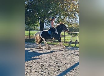 Sangre fría polaco, Caballo castrado, 7 años, 155 cm, Pío