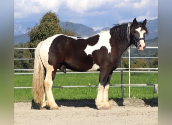 Sangre fría polaco, Caballo castrado, 7 años, 155 cm, Pío