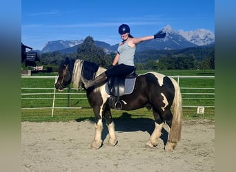 Sangre fría polaco, Caballo castrado, 7 años, 155 cm, Pío