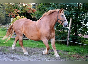 Sangre fría polaco, Caballo castrado, 7 años, 166 cm, Alazán
