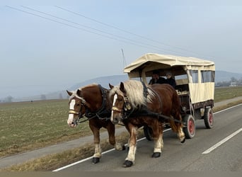 Sangre fría polaco, Caballo castrado, 7 años, 167 cm, Alazán