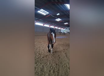Sangre fría polaco, Caballo castrado, 7 años, 173 cm, Castaño