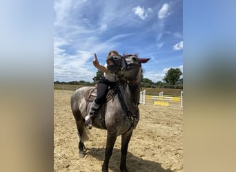 Sangre fría polaco, Caballo castrado, 8 años, 159 cm, Tordo