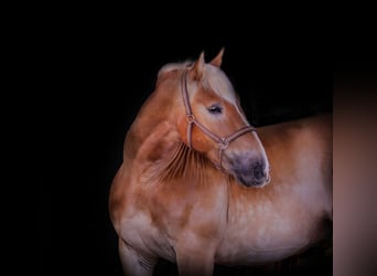 Sangre fría polaco, Caballo castrado, 9 años, 156 cm