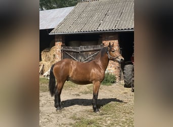 Sangre fría polaco Mestizo, Semental, 1 año, 160 cm, Castaño rojizo