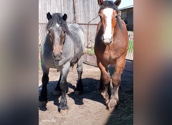 Sangre fría polaco, Semental, 1 año