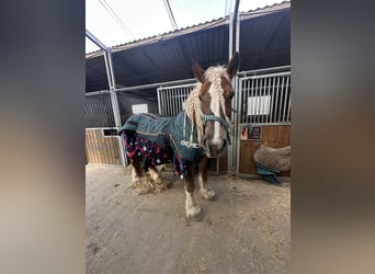 Sangre fría polaco, Yegua, 11 años, 155 cm, Alazán