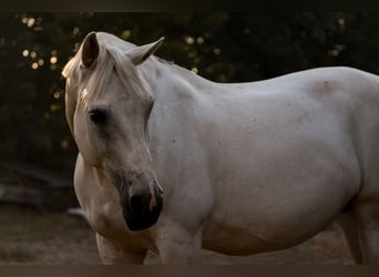 Sangre fría polaco, Yegua, 17 años, 165 cm, Tordo