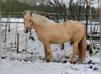 Sangre fría polaco, Yegua, 2 años, 163 cm, Palomino