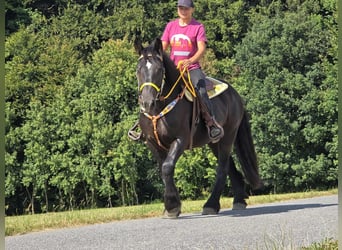 Sangre fría polaco, Yegua, 3 años, 156 cm, Negro
