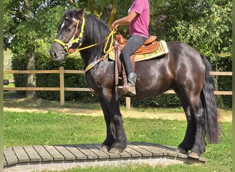 Sangre fría polaco, Yegua, 3 años, 156 cm, Negro