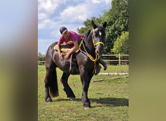 Sangre fría polaco, Yegua, 3 años, 156 cm, Negro