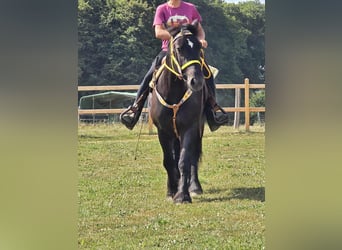 Sangre fría polaco, Yegua, 3 años, 156 cm, Negro