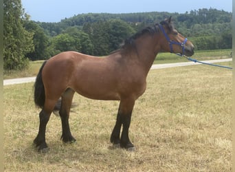 Sangre fría polaco Mestizo, Yegua, 3 años, 158 cm, Castaño