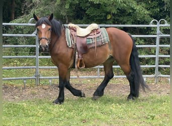 Sangre fría polaco Mestizo, Yegua, 3 años, 158 cm, Castaño