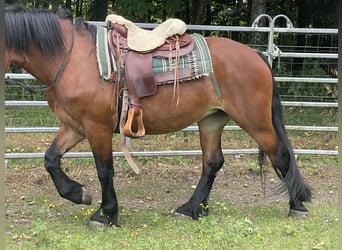 Sangre fría polaco Mestizo, Yegua, 3 años, 158 cm, Castaño