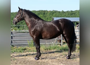 Sangre fría polaco, Yegua, 3 años, 160 cm, Negro