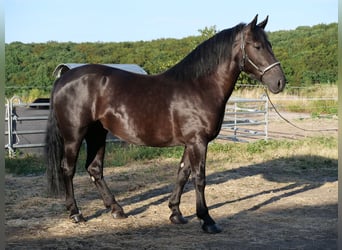 Sangre fría polaco, Yegua, 3 años, 160 cm, Negro