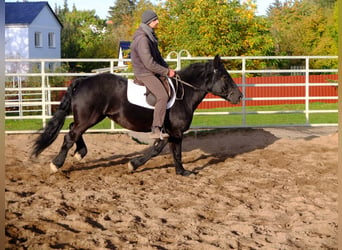 Sangre fría polaco, Yegua, 4 años, 152 cm, Negro