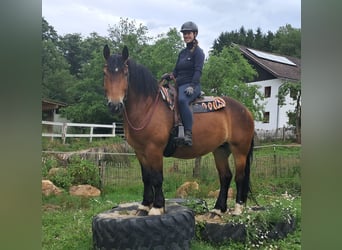 Sangre fría polaco, Yegua, 4 años, 158 cm, Castaño