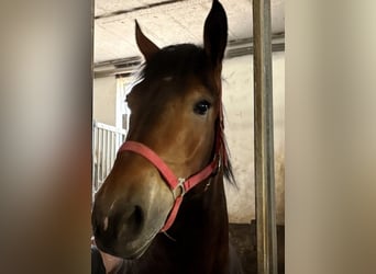 Sangre fría polaco, Yegua, 4 años, 160 cm, Castaño