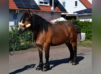 Sangre fría polaco Mestizo, Yegua, 5 años, 160 cm, Castaño