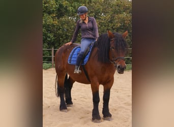 Sangre fría polaco, Yegua, 5 años, 162 cm, Castaño