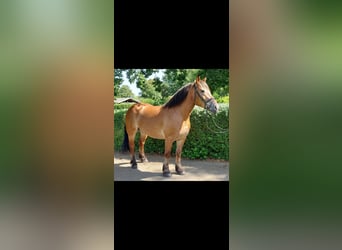 Sangre fría polaco, Yegua, 5 años, 163 cm