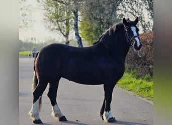 Sangre fría polaco, Yegua, 5 años, 163 cm, Negro