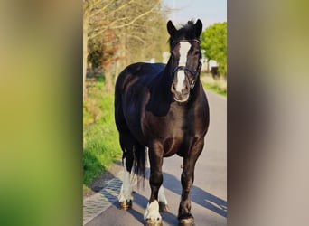 Sangre fría polaco, Yegua, 5 años, 163 cm, Negro