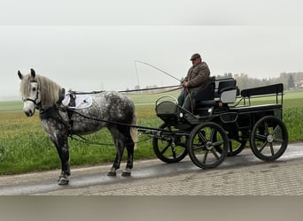 Sangre fría polaco Mestizo, Yegua, 6 años, 160 cm, Tordo rodado