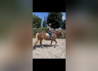 Sangre fría polaco, Yegua, 6 años, 165 cm, Alazán