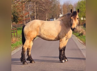 Sangre fría polaco, Yegua, 6 años, 165 cm, Bayo