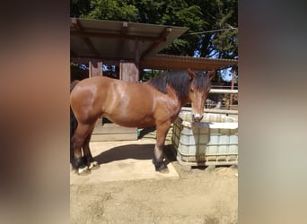 Sangre fría polaco, Yegua, 7 años, 162 cm