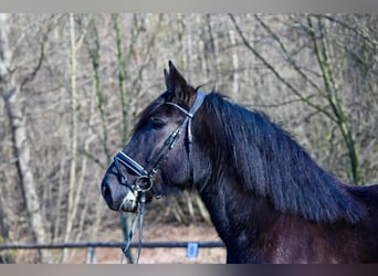 Sangre fría polaco, Yegua, 8 años, 162 cm, Negro