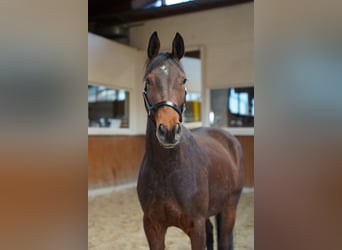 Sangre Noble Alemana, Caballo castrado, 5 años, 156 cm