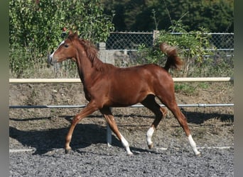 Sangre Noble Alemana, Yegua, 1 año, Alazán