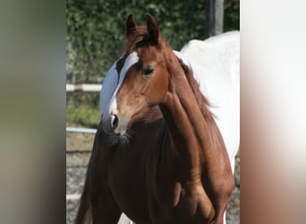 Sangre Noble Alemana, Yegua, 1 año, Alazán