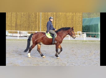 Sangue Caldo Pesante / Meso-brachimorfo Mix, Castrone, 3 Anni, 165 cm, Baio