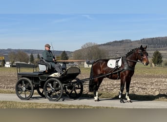 Sangue Caldo Pesante / Meso-brachimorfo, Castrone, 3 Anni, 165 cm, Baio