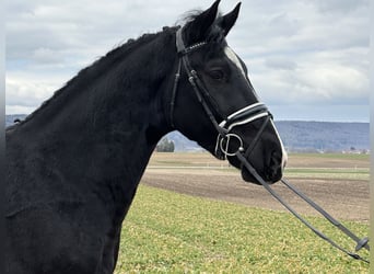 Sangue Caldo Pesante / Meso-brachimorfo, Castrone, 3 Anni, 165 cm, Morello