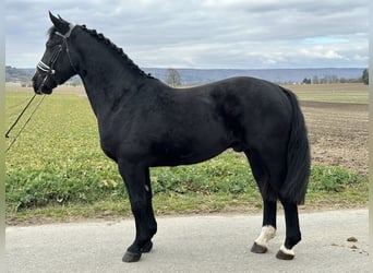 Sangue Caldo Pesante / Meso-brachimorfo, Castrone, 3 Anni, 165 cm, Morello