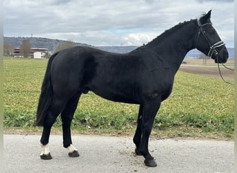 Sangue Caldo Pesante / Meso-brachimorfo, Castrone, 3 Anni, 165 cm, Morello